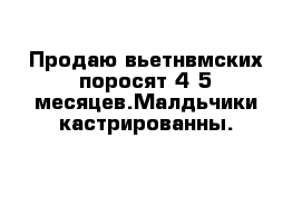 Продаю вьетнвмских поросят 4-5 месяцев.Малдьчики кастрированны.